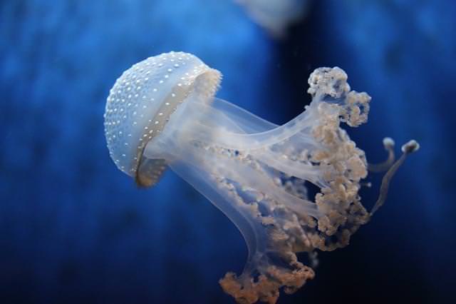 acquario di genova 2