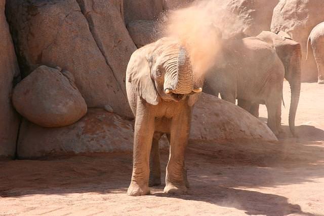 elefante al bioparc