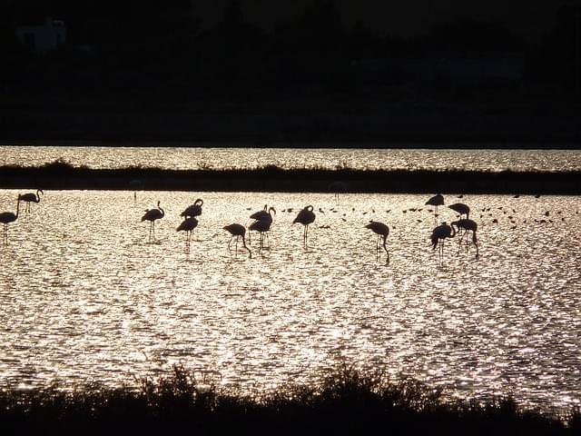 fenicotteri cagliari