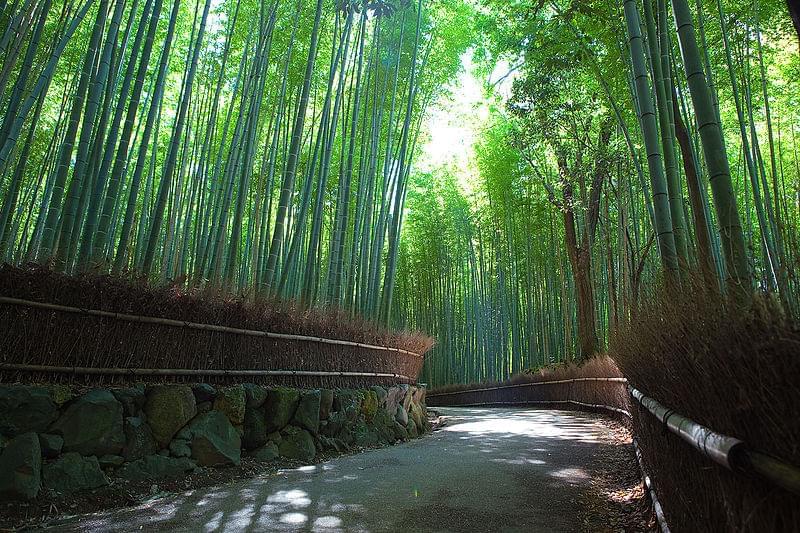 sagano bamboo forest arashiyama kyoto 1